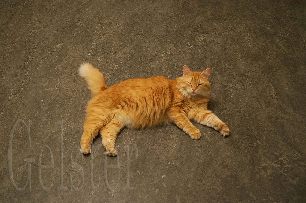 Фотографии в интерьере Marmoleum Real